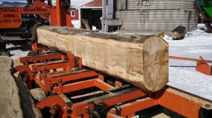 Spalted Maple