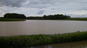 Corn Field