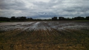 Another Corn Field