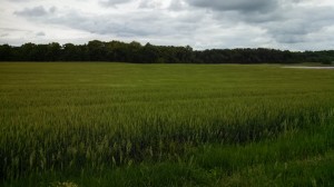 Wheat Field