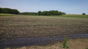 Tuesday Corn Field