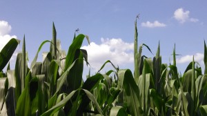 Dragonflies and Corn