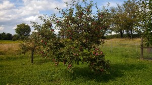 Laden Apple Trees