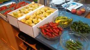 Tomatillos and Peppers