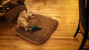 A Wonder Dog and His Toy