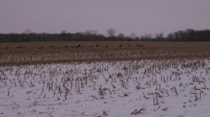 Wild Turkeys