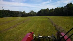 Hay Field