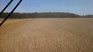 Cutting Rye