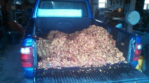 Apple Pomace