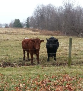 Blackie and Red