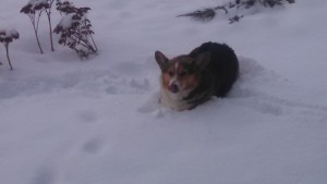 Owen the Snowdog