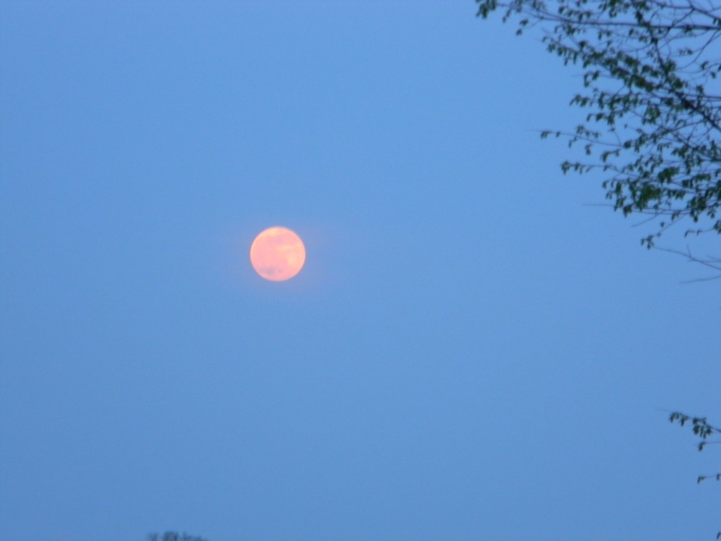 Pink Moon